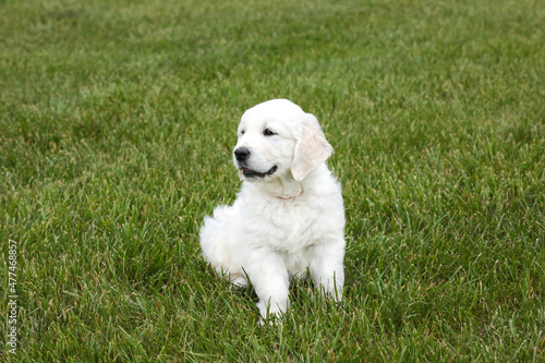 Irish cream golden retriever puppy on green grass