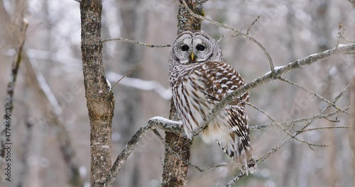 Perched Barred Owl makes eye contact then looks away
