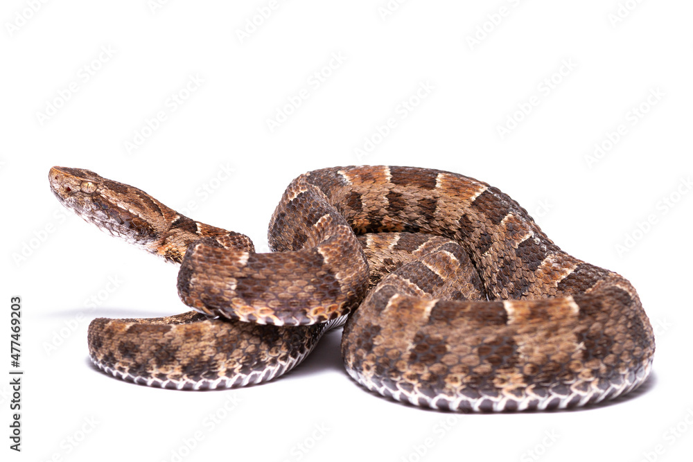 lance head snake on white lance head snake on white