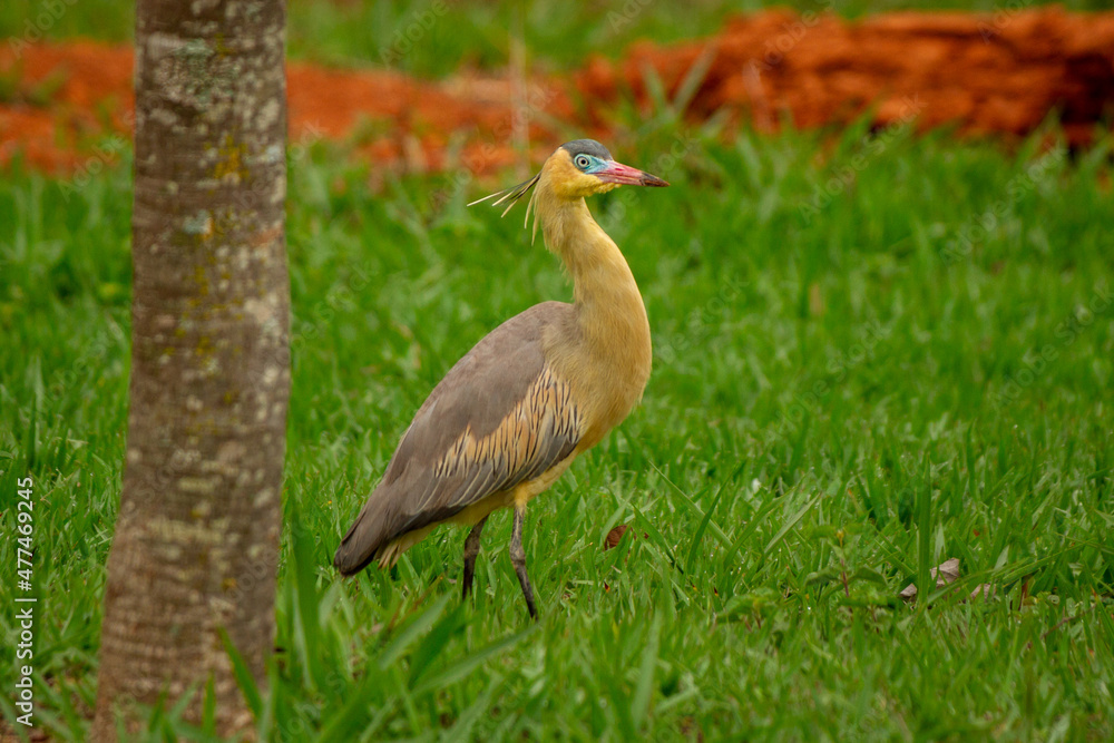 Obraz premium grey crowned crane