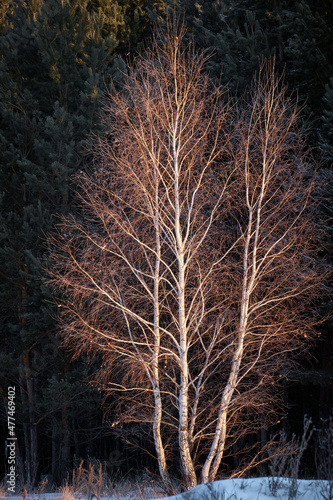 birch in winter against the background of a dark forest