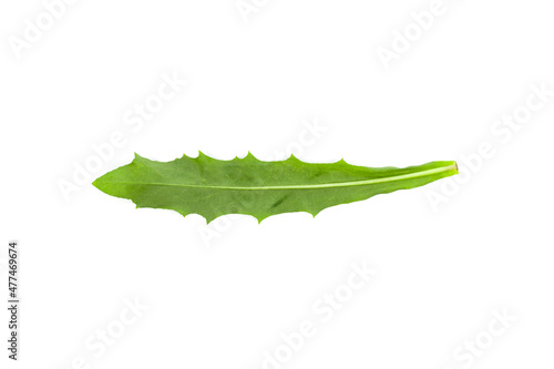Brazilian forest plant green leaf. Amazon, Pantanal, Atlantic Forest, Southern Brazil.