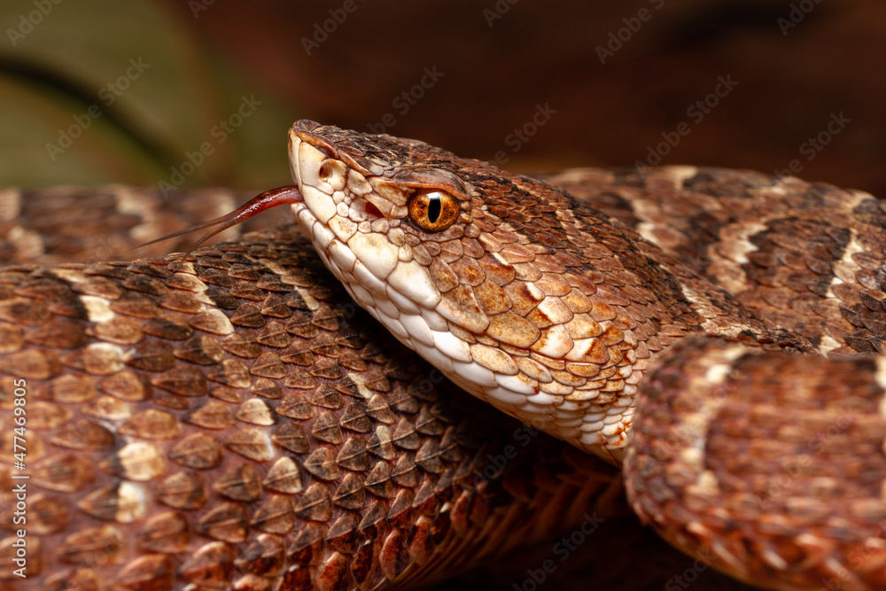 Red lance head snake Red lance head snake