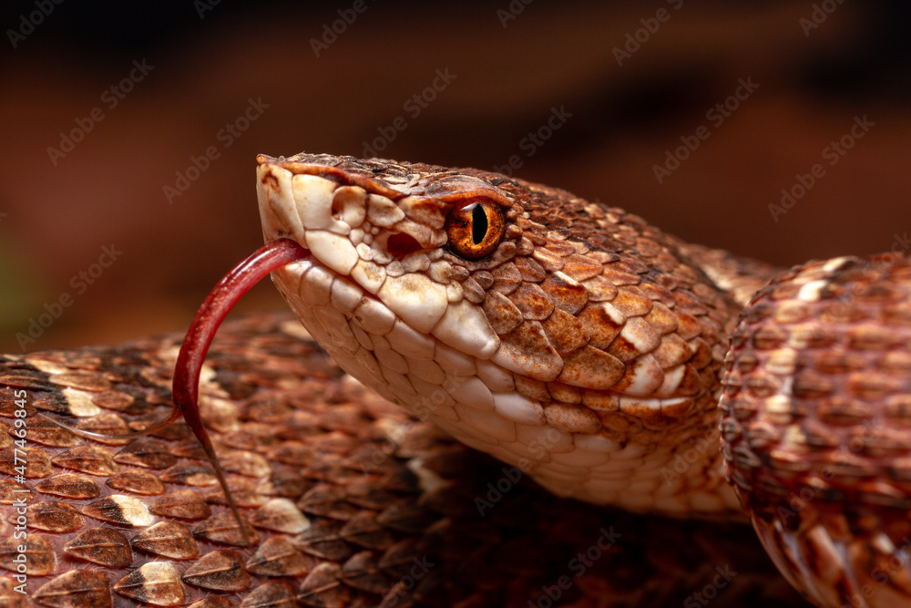 Red lance head snake Red lance head snake