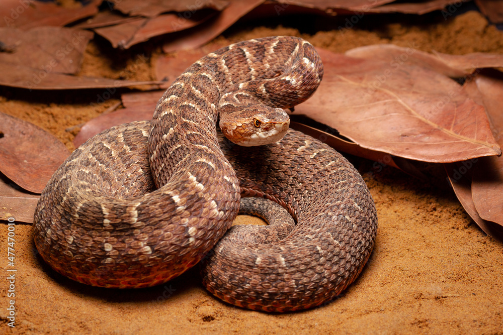 Obraz premium Red lance head snake