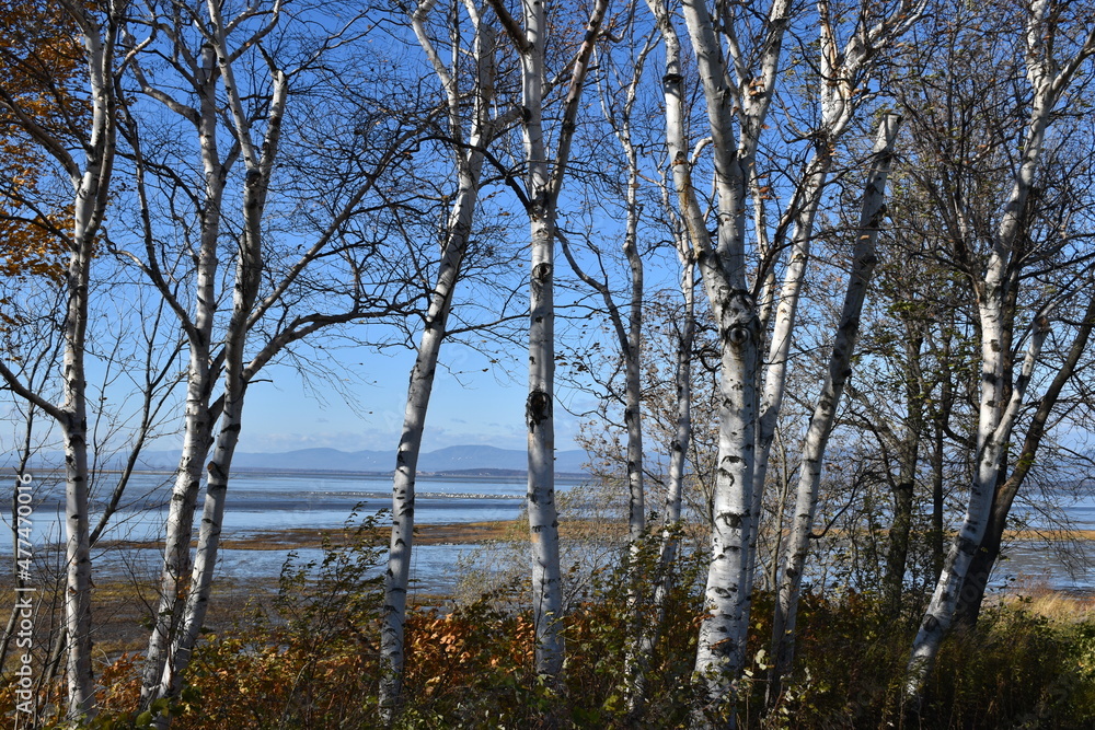 Birch trees along the river, Montmagny, Québec, Canada Birch trees along the river, Montmagny, Québec, Canada