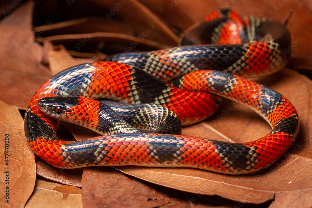 coral snake coral snake