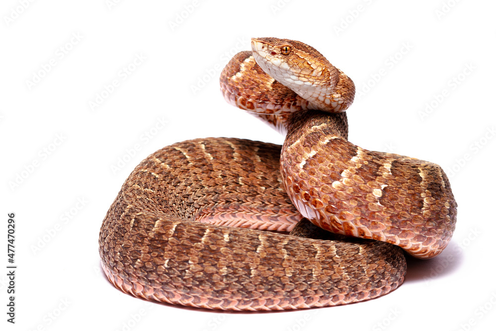 Obraz premium Red lance head snake