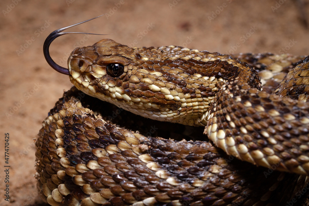 close up of a rattlesnake close up of a rattlesnake