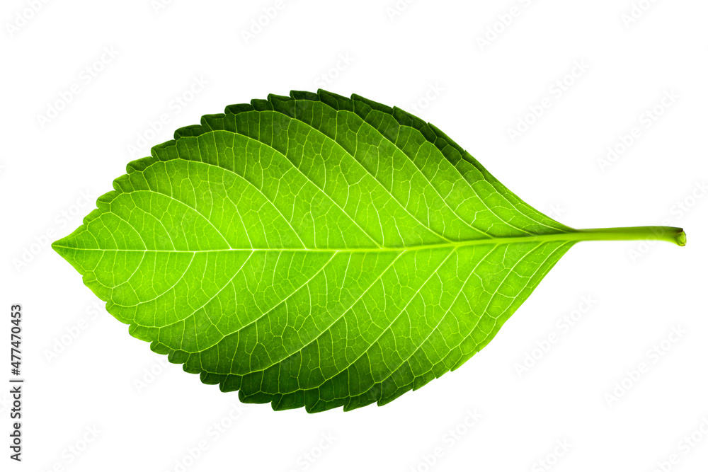 Brazilian forest plant green leaf. Amazon, Pantanal, Atlantic Forest, Southern Brazil. Brazilian forest plant green leaf. Amazon, Pantanal, Atlantic Forest, Southern Brazil.