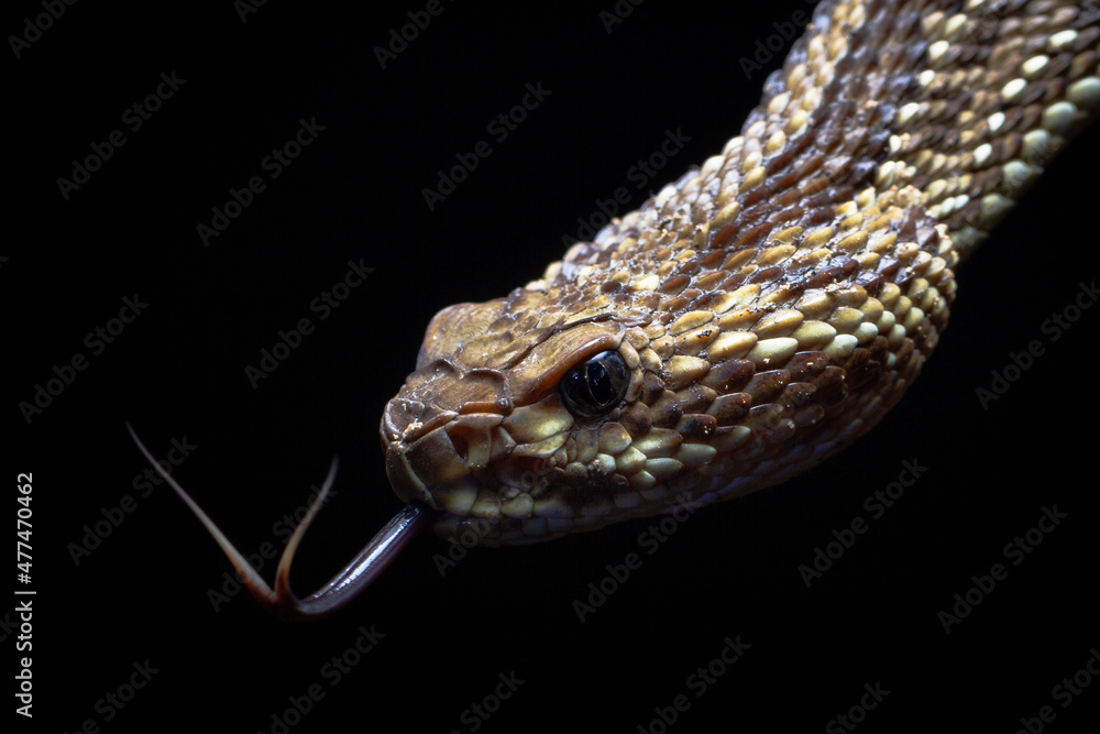 close up of a rattlesnake close up of a rattlesnake