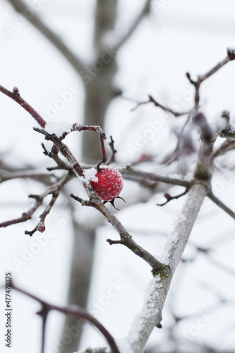 frost on red berries