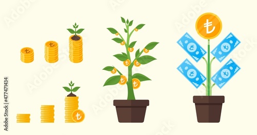 Turkish Lira Money Tree Growing