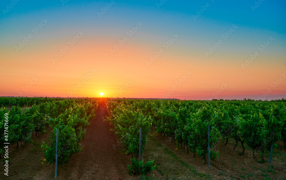 Naklejka premium Sunrise over the vineyards of Ile de Ré