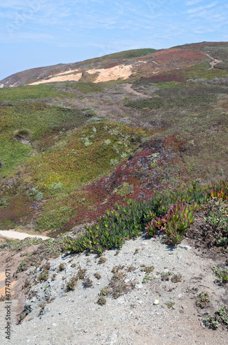 фотографія bodega head coastal ridge
