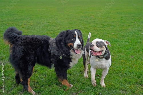 Canvas Print Two large  dogs saying hello to each other in the park