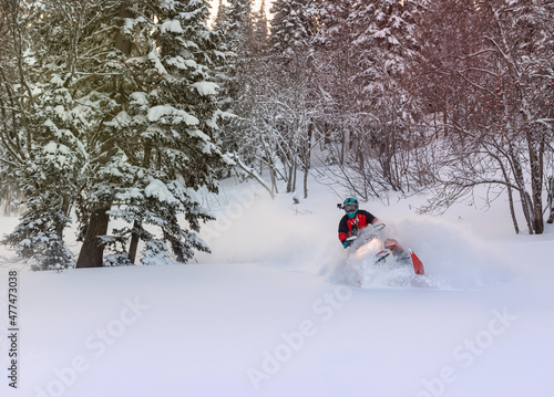 extreme riding on a mountain snowmobile over rough terrain. a snowmobiler rides high in the mountains after a big snowfall between the Christmas trees. very high quality photos