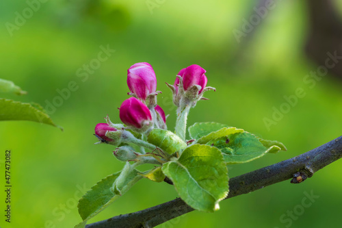 Close up of a red apple tree blossom against a blurred green background 