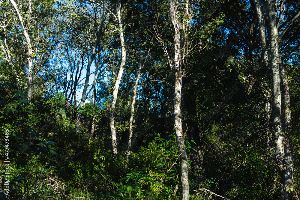 Fototapeta premium Birch tree grove in thick woods grove, sky in background, late afternoon west coast of Florida. 2536