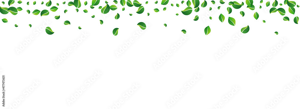 Grassy Leaf Transparent Vector Panoramic White Grassy Leaf Transparent Vector Panoramic White