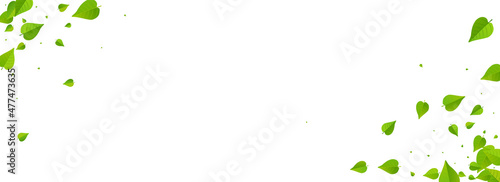 Mint Leaf Blur Vector Panoramic White Background