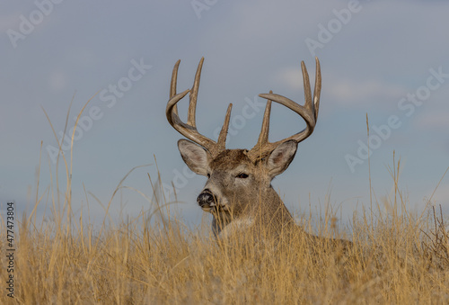 Buck Whitetail Deer Bedded During the Rut in Colorado in Autumn