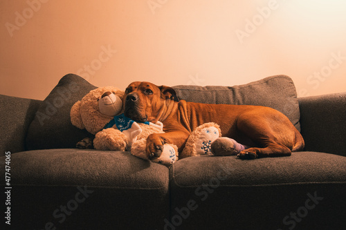 Old brown pitbull cuddles up with his teddy bear on a grey sofa under lamp light Fotobehang
