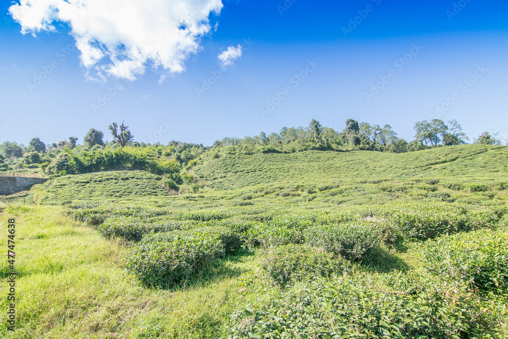 Temi tea garden of Ravangla, Sikkim, beautiful vast tea planatation on greadully sloping field with mountains and blue sky in the background. It is only tea garden in sikkim, one of the world's best. Temi tea garden of Ravangla, Sikkim, beautiful vast tea planatation on greadully sloping field with mountains and blue sky in the background. It is only tea garden in sikkim, one of the world's best.