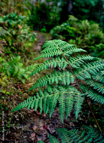 Fern leaves in Himalayan forest at Silerygaon Village  Sikkim  India.