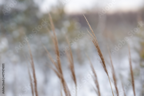 Forest grass in snow covered nature. Winter background