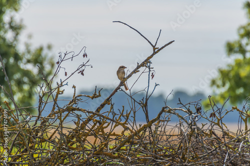 The red-backed shrike (Lanius collurio) juvenile perched on dry branch on top of the pile of dry branches on hot summer day. Hazy fields and forest in the background