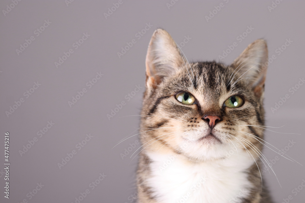 Close up portrait of a cute cat with green eyes. Gray brown kitten looking to the side .Beautiful cat on gray background. Pets. Care concept. Tabby. Place for text. 