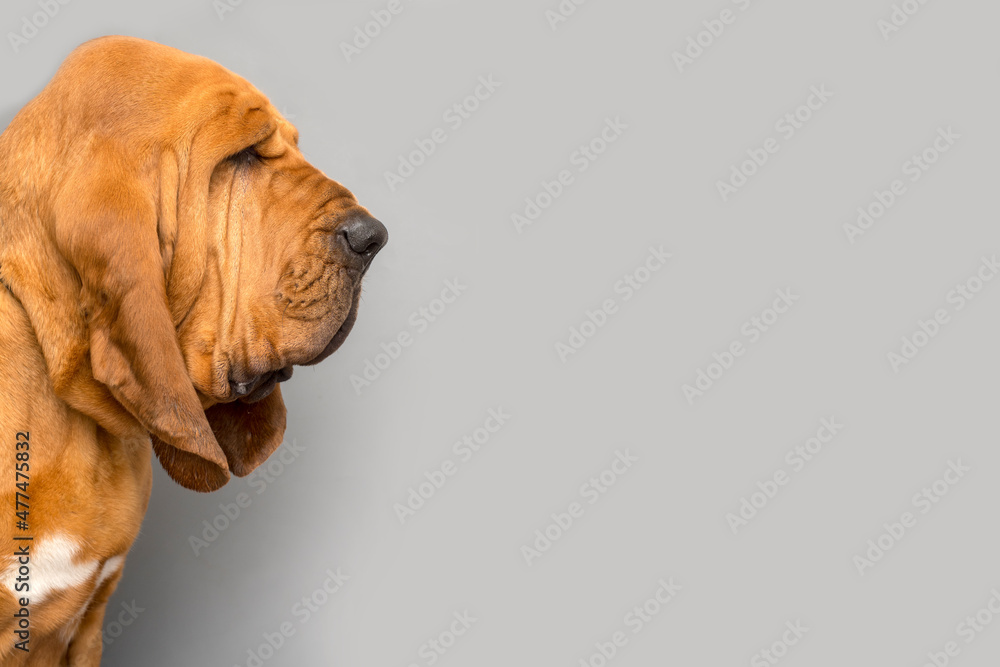 Portrait of purebred Bloodhound dog