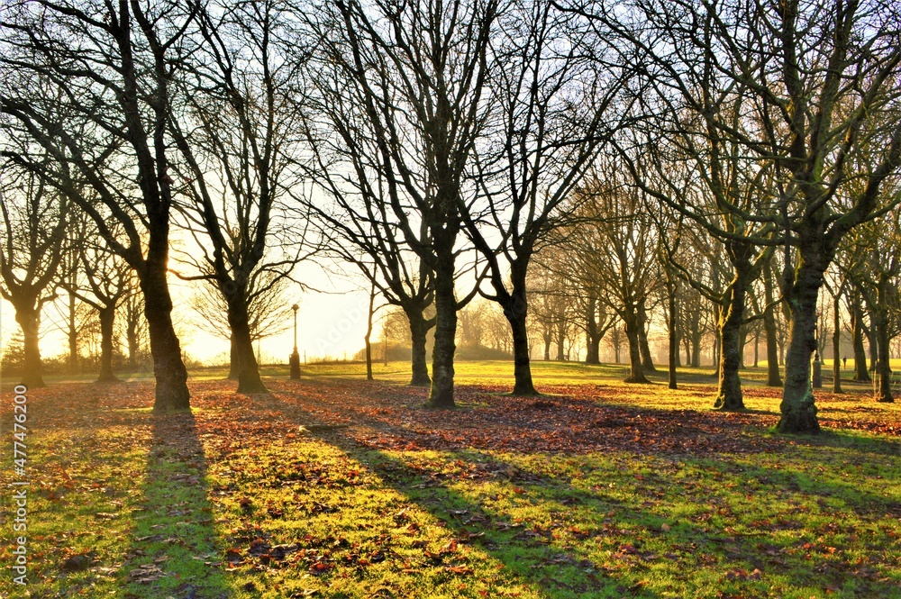 Winter sunset in the park.