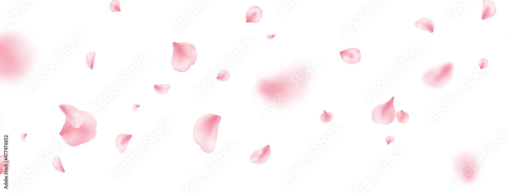 Flower petal flying background. Sakura spring blossom on long banner. Pink rose composition. Beauty Spa product frame. Valentine romantic card. Light delicate pastel design. Vector illustration