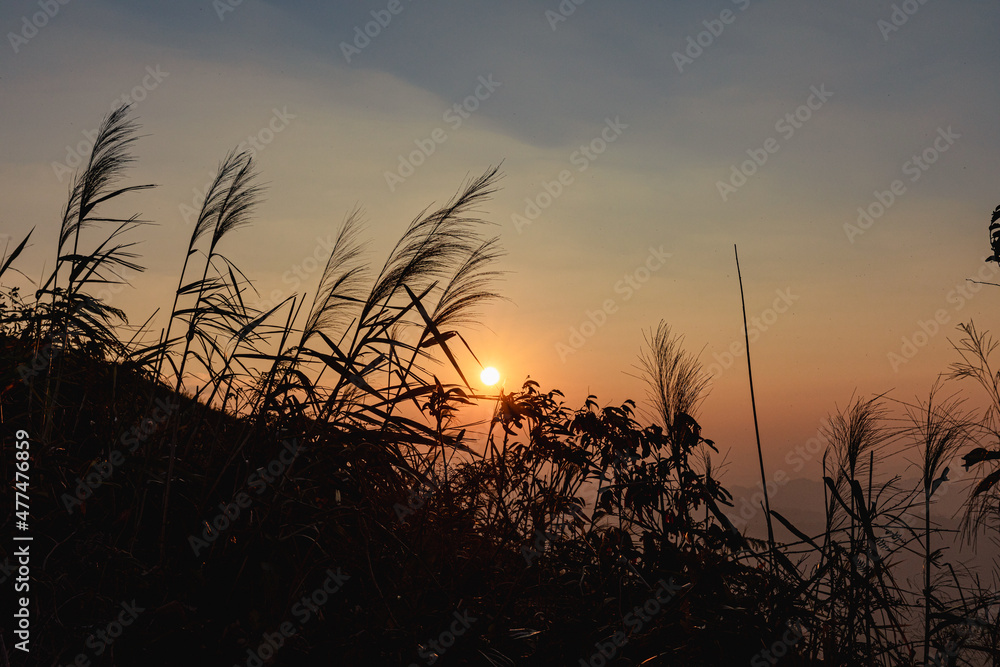 Grass flower in autumn. landscape of scenic mountain view during sunset twilight sky at Nern Chang Suk (Elephant Hills) E-Tong village, Pilok, Thong Pha Phum National Park, Kanchanaburi, Thailand