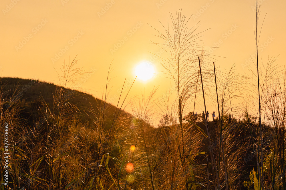 Grass flower in autumn. landscape of scenic mountain view during sunset twilight sky at Nern Chang Suk (Elephant Hills) E-Tong village, Pilok, Thong Pha Phum National Park, Kanchanaburi, Thailand Grass flower in autumn. landscape of scenic mountain view during sunset twilight sky at Nern Chang Suk (Elephant Hills) E-Tong village, Pilok, Thong Pha Phum National Park, Kanchanaburi, Thailand