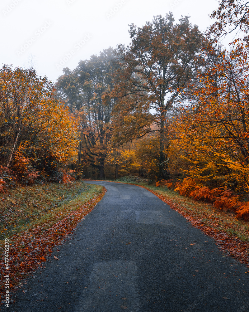 Autumn road 4