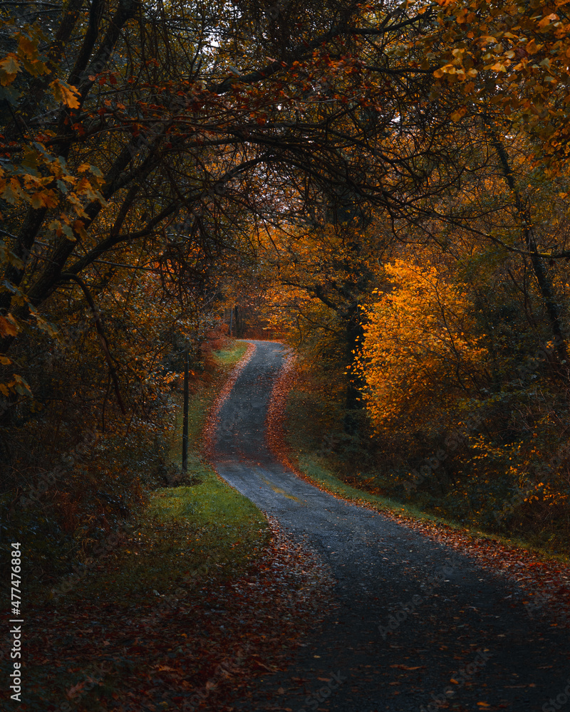 Autumn road 3