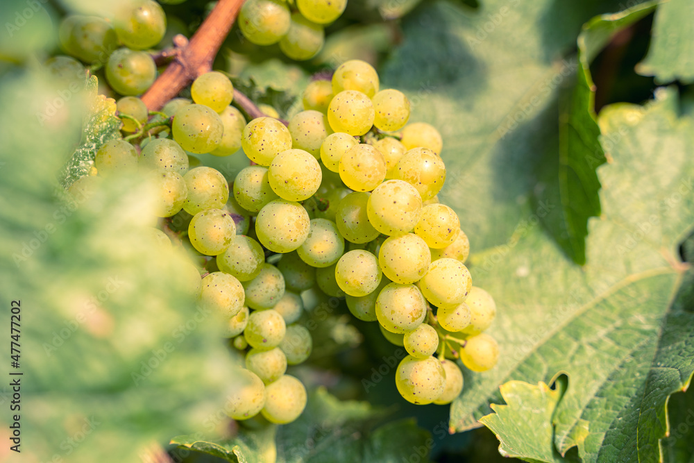 Ripe yellow grapes with green leaves in the vineyards Ripe yellow grapes with green leaves in the vineyards