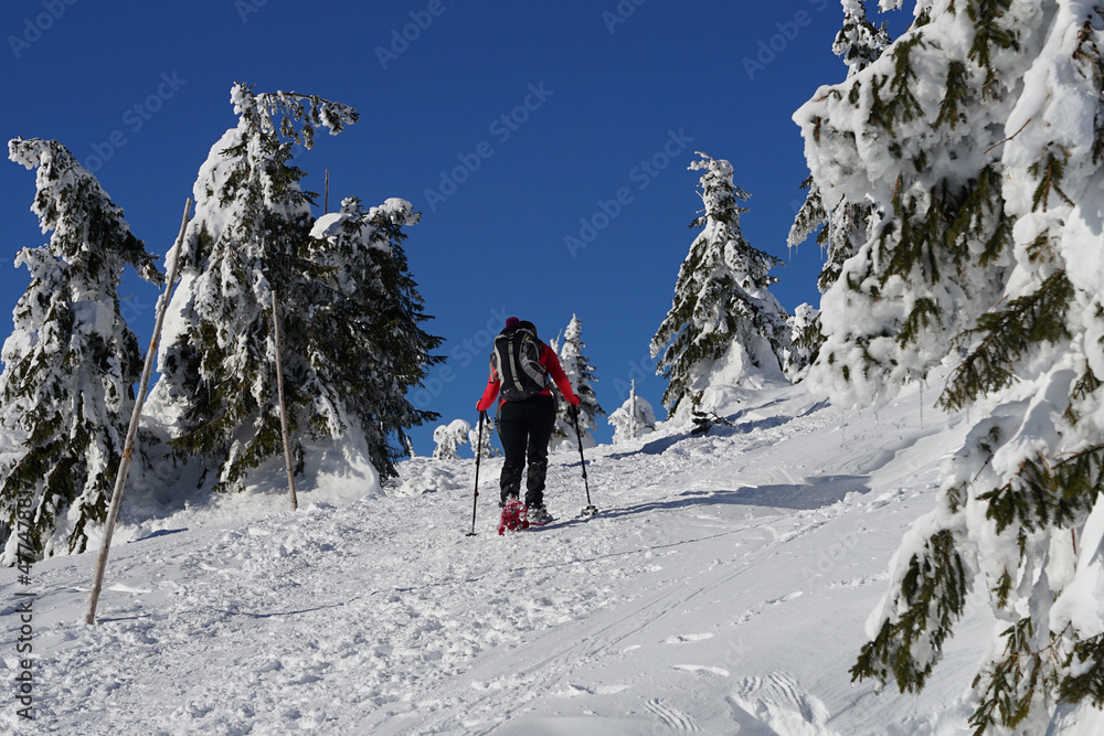 Woman with snowshoes ascending slope on winter trail, during sunny weather with blue sky, Giant Mountains
