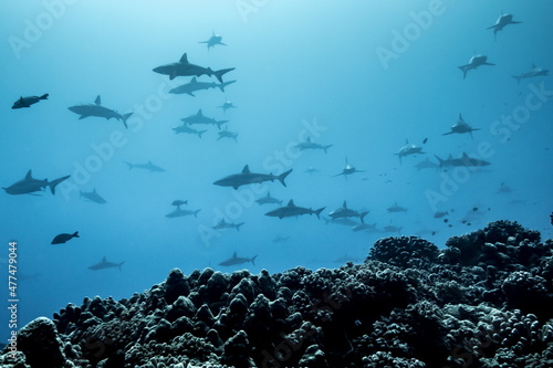 The wall of sharks, Fakarava, French Polynesia photo