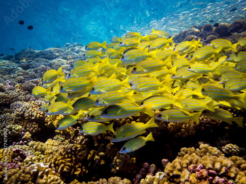 Blue striped grunts shoaling over the healthy coral reefs of Fakarava atoll, French Polynesia. photo
