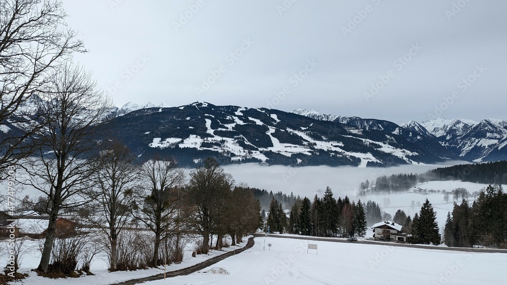 snow covered trees