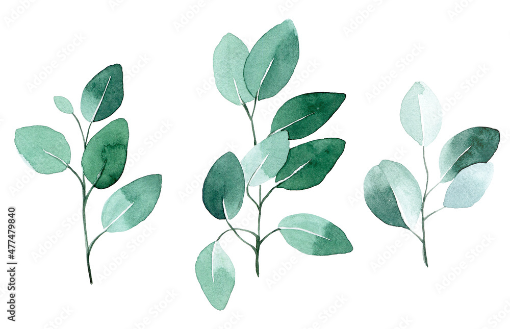 watercolor drawing. set of eucalyptus leaves. tropical green leaves isolated on white background in vintage style.