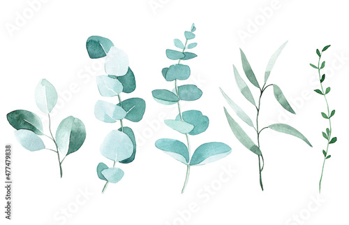 watercolor drawing. set of eucalyptus leaves. tropical green leaves isolated on white background elegant in vintage style.