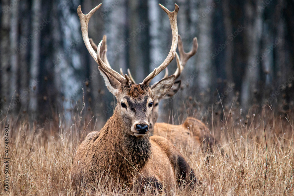 Majestic and powerful adult red deer in the autumn birch grove in the forest. Wild deer close-up. Majestic and powerful adult red deer in the autumn birch grove in the forest. Wild deer close-up.