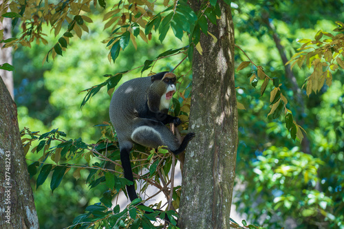 De Brazza's monkey on a tree in nature. Wild african animals photo