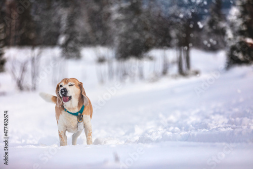 dog in snow