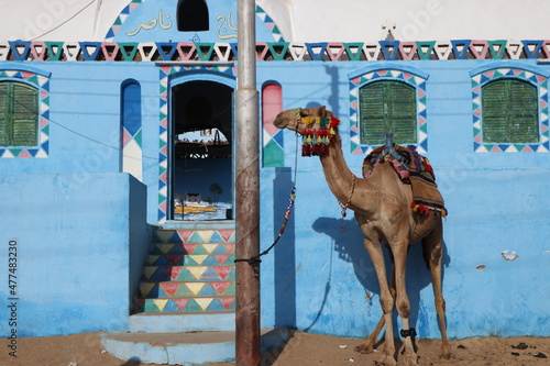 camel animal in egypt